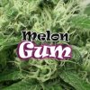 Dr. Underground - Melon Gum 25 ks - Semená neobsahujú THC