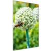 Vertikálny foto obraz akryl do obývačky Kvety cesnaku 50x100 cm