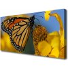 Obraz Canvas Motýľ kvet príroda 100x50 cm
