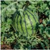 Vodný melón Saskatchewan - Citrullus lanatus - predaj semien - 6 ks