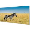 Sklenený obraz Zebra box 100x50 cm