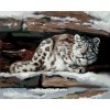 ZUTY Maľovanie podľa čísel - SNEŽNÝ LEOPARD V ÚKRYTE (D. RUSTY RUST) Rámovanie: bez rámu a bez vypnutia plátna, Rozmer: 80x100 cm