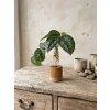 BotaneryLab ELEMENT Slivka - masívny stojan na zakoreňovanie rastlín WoodenBotanery Motív: B