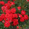 Kordes Roses Miniatúrna ruža Kordes 'Zwergenfee 09®' 2l kontajner