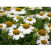 Echinacea purpurová Meditation White