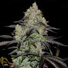 Delicious Seeds Zinnapple semienka neobsahujú THC 3 ks