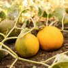 Melón medový Bimbo F1 - Citrullus lanatus - semená melónu - 6 ks