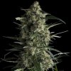 Pyramid Seeds Galaxy semena neobsahuji THC 50 ks