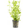Bacopa monnieri-SLEVA