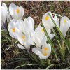 Krókus Jeanne d Arc - Crocus vernus - predaj cibuľovín - 3 ks