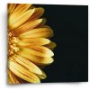 Sablio Obraz Žltá gerbera - 50x50 cm