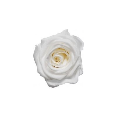 Darčeková stabilizovaná ruža - biela