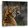 Sablio Obraz Revúci tiger - 50x50 cm
