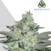 Auto Seeds - Diesel Berry Auto 3 ks - Semienka neobsahujú THC