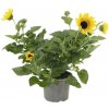 Slnečnica FloraSelf Helianthus kvetináč Ø 15 cm