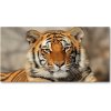 Foto obraz akryl do obývačky Bengálský tiger 100x50 cm