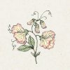 Jora Dahl Lathyrus odoratus 