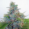 Ministry of Cannabis Auto Blue Amnesia semena neobsahují THC 2 ks