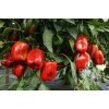 ReinSaat Bloková paprika 