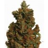 Nirvana Orange Bud semena neobsahují THC 10 ks
