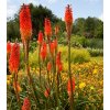 Mnohokvet Nancy Red - Kniphofia - voľnokorenné sadenice mnohokvetu - 1 ks