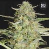 Bulk Seed Bank - Auto Loveryder 10 ks - Semená neobsahujú THC