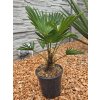 Trachycarpus wagnerianus v celkovej výške 60 cm