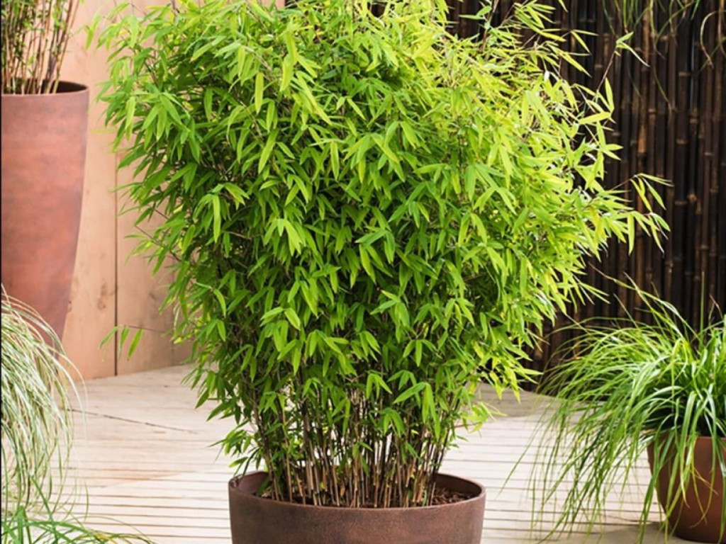 Fargesia Asian Wonder - Bambus 30-50cm, kont. p14