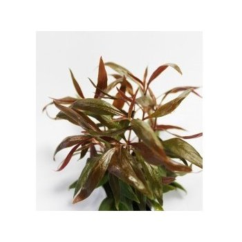 Alternanthera reineckii Mini