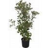 Červienka fraserová Red Robin, výška 100-130 cm, kvetináč 15 l