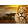 DIMEX | Vliesové fototapety na stenu Majestátny lev MS-5-0545 | 375 x 250 cm | čierna, oranžová, hnedá + Vliesová fototapeta na stenu DIMEX Majestátny lev MS50545 v rozmere 375 x 250 cm