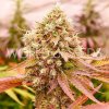 World of Seeds - Burger Kush 3 ks - Semená neobsahujú THC