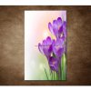 Obraz - Krokusy 90x60cm