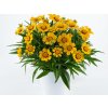 Krásnoočko Solanna Bright Touch - Coreopsis, kont. 0,5 l