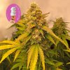 Seedsman Gelat.OG Auto neobsahuje THC 5 semen