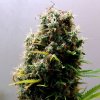 Soma Seeds - Kushadelic 5 ks - Semená neobsahujú THC