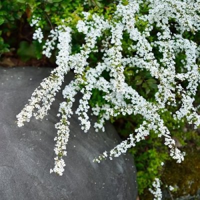 Spirea × Cinerea, Tavoľník sivý ´GREFSHEIM´ kont. C2L, výška: 50-70 cm (-29°C)