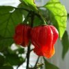 Trinidad Scorpion Moruga – semená chilli papričiek 10 ks