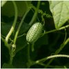 Mexická miniuhorka - Zehneria scabra - semená uhorky cucamelon - 5 ks