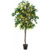 Bougainvillea žlutá, 180 cm