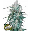 Fast Buds Cannabis Seeds Pineapple Express Auto 1 pcs