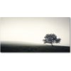 Foto obraz akrylové sklo Strom 100x50 cm