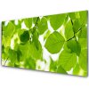Obraz na akrylátovom skle Listy príroda rastlina 100x50 cm