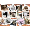 Grafika Cats II 1500 dielov