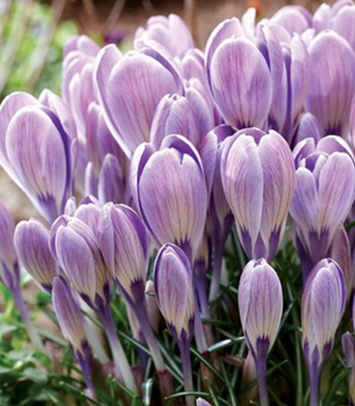 Krókus veľkokvetý Striped Bird - Crocus tommasinianus - hľuzy krókusu - 3 ks