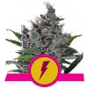 Royal Queen seeds North Thunderfuck neobsahují THC 3 ks