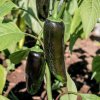 Paprika Black Knight F1 - Capsicum annuum - semená - 7 ks