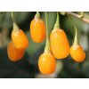Kustovnica čínska Golden Goji - Goji 40-60cm, kont. 2 l