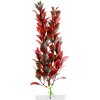 JK ANIMALS Red Ludwigia 18-21 cm