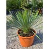Yucca rostrata v celkovej výške 65 cm